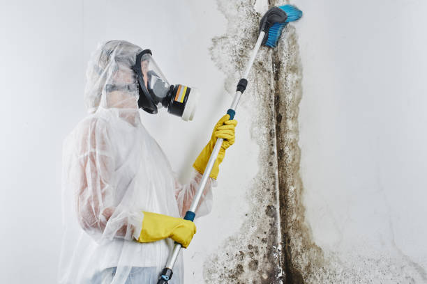 Best Mold Damage Repair  in Travilah, MD