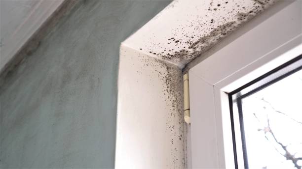 Best Home Mold Removal  in Travilah, MD