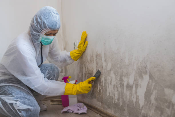 Best Residential Mold Removal  in Travilah, MD