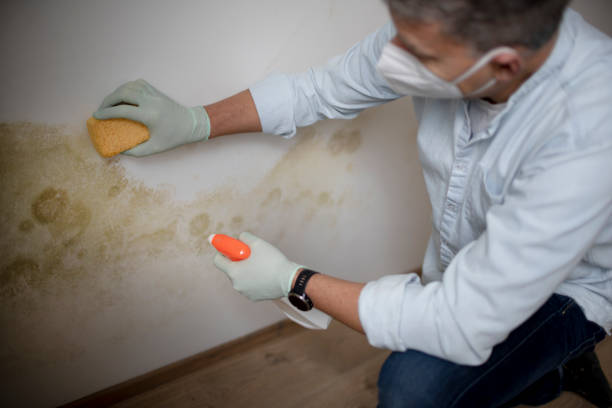 Best Mold Cleaning Services  in Travilah, MD