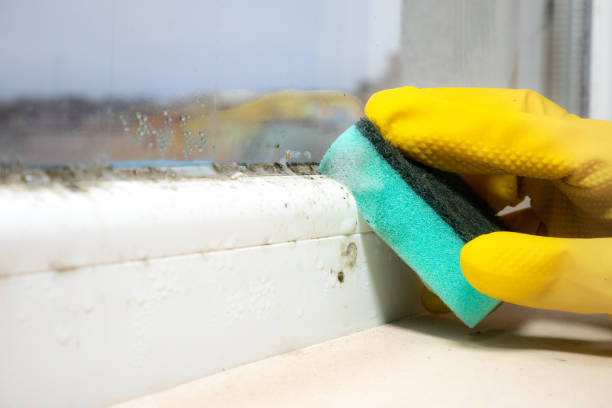 Best Residential Mold Removal  in Travilah, MD