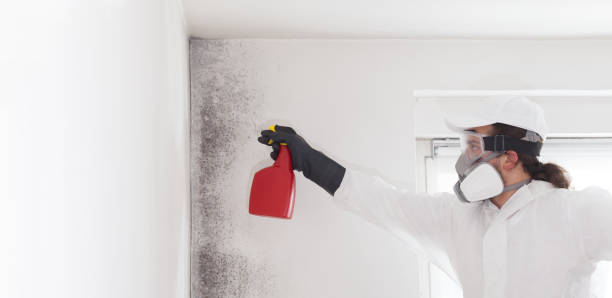 Best Mold Cleaning Services  in Travilah, MD