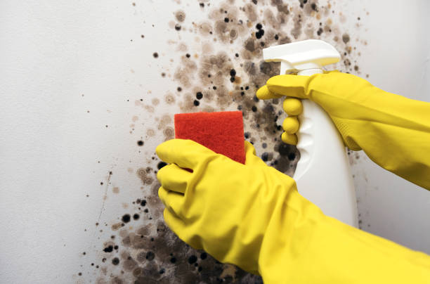 Best Best Mold Removal Companies  in Travilah, MD