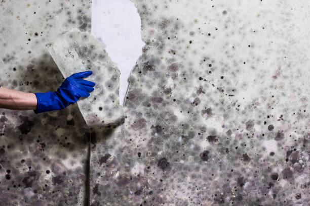 Best Home Mold Removal  in Travilah, MD