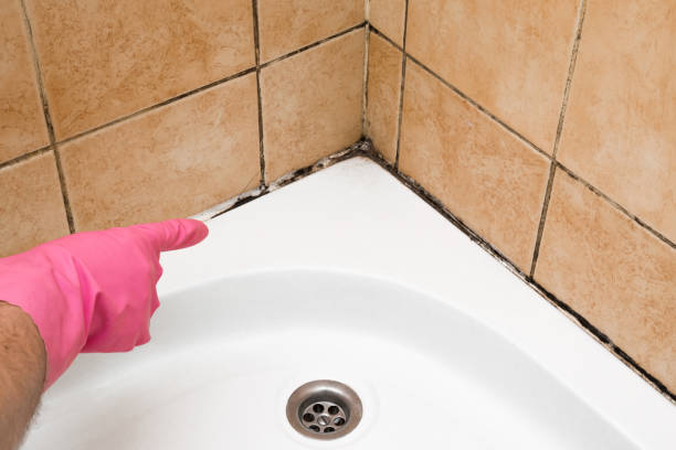 Best Mold Removal Company Near Me  in Travilah, MD